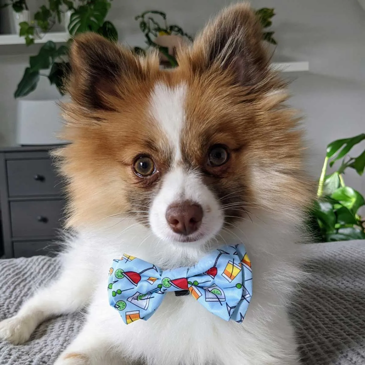 Cocktail Party Dog Bow Tie