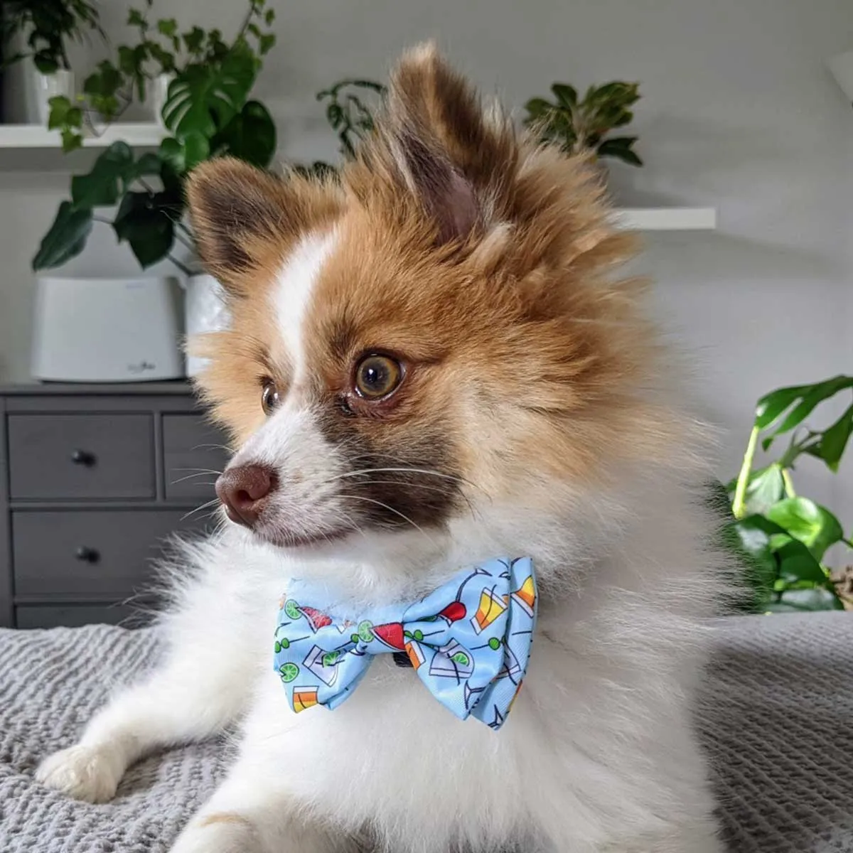 Cocktail Party Dog Bow Tie