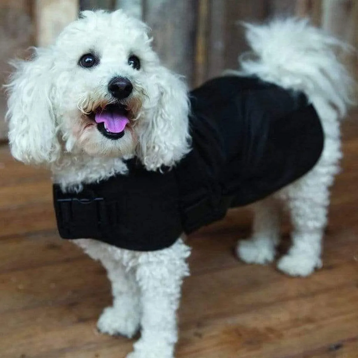 Outback Oilskin Dog Coat